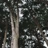 神社の森