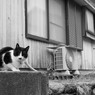 路地裏のネコさん
