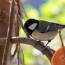 野鳥観察