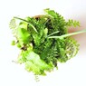 苔と羊歯　１