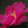初春　山茶花
