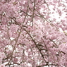 2015ABC春季、三多気-3