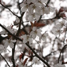 2015ABC春季、三多気-4