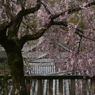 2015ABC春季、長谷寺-3