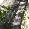 2015ABC春季、長谷寺-7