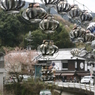 2015ABC春季、長谷寺-8 俺も回るぜ!