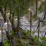 2015ABC春季、長谷寺-10