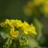 初春　菜の花
