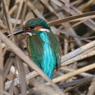 カワセミ