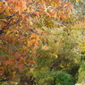 紅葉の木々