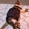 着ぐるみ？
