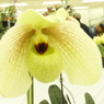 蘭5