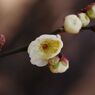 初春　白梅