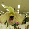 蘭18