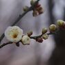 初春　白梅