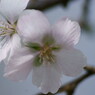 これがホントの秋桜