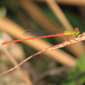 赤い糸 蜻蛉