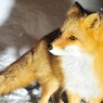 High-grade furをまとって