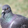 土鳩