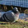 土鳩