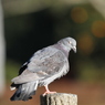 土鳩