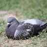 土鳩