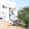 土鳩