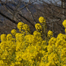 吾妻山公園_10