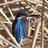 カワセミ