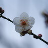 初春　白梅　Ⅱ