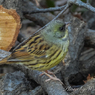 野鳥も訪れるという実感