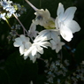 紫陽花16 2018 DMC-FX100