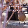 旅の鳥ーⅤ