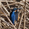 カワセミ