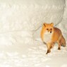 真夜中の訪問者