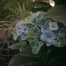 紫陽花18 2018 XV-3