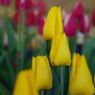 向春　チュリップ