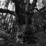 長寿の樹