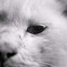 neko-mono-macro