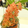 洋らん展11