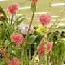 洋らん展20