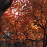 紅葉15 2017 Super-Takumar 55mmF1.8 / E-P2