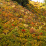 白山林道からの紅葉
