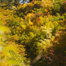 白山林道からの紅葉