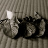 Monochrome