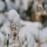 初雪