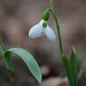 向春　スノードロップ
