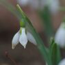 向春　スノードロップ　Ⅱ