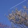 梅の木と飛行機雲