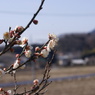 小野口家住宅の梅